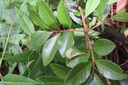 Bois de gaulette IMG_1836