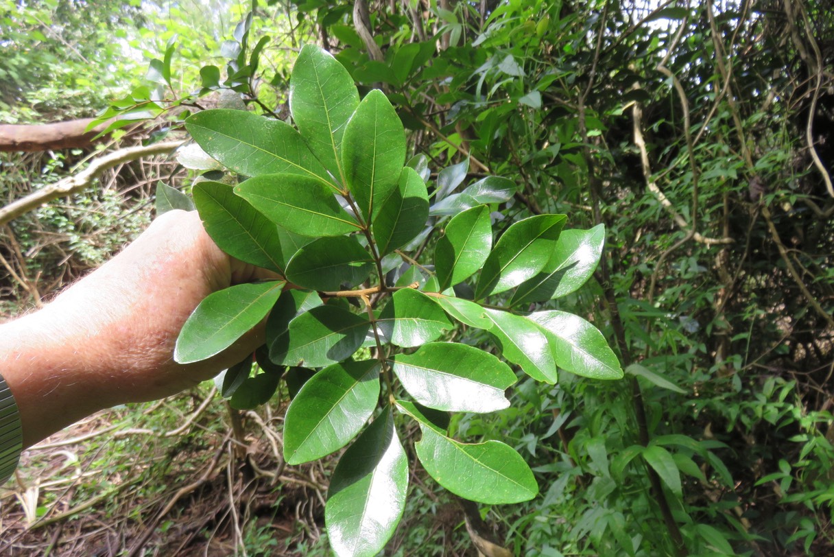 Bois de gaulette IMG_1837