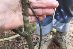 Bois de gaulette (lenticelles) IMG_1831