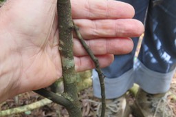 Bois de gaulette (lenticelles) IMG_1830