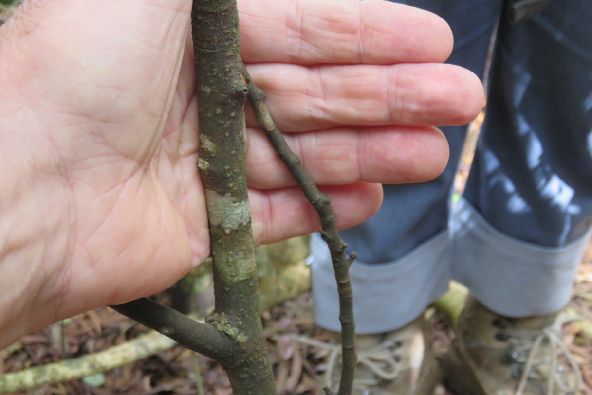 Bois de gaulette (lenticelles) IMG_1830