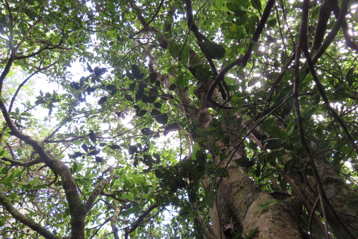 Bois de Tambour IMG_1826