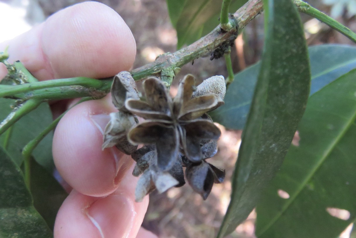 Coques des fruits de Melicopee Borbonica IMG_1807