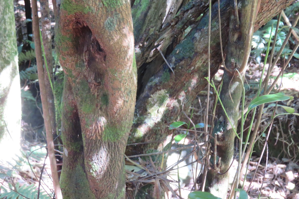 Creux ronds sur tronc de Bois de fer bâtard (longs sur tronc de Bois maigre) IMG_1810