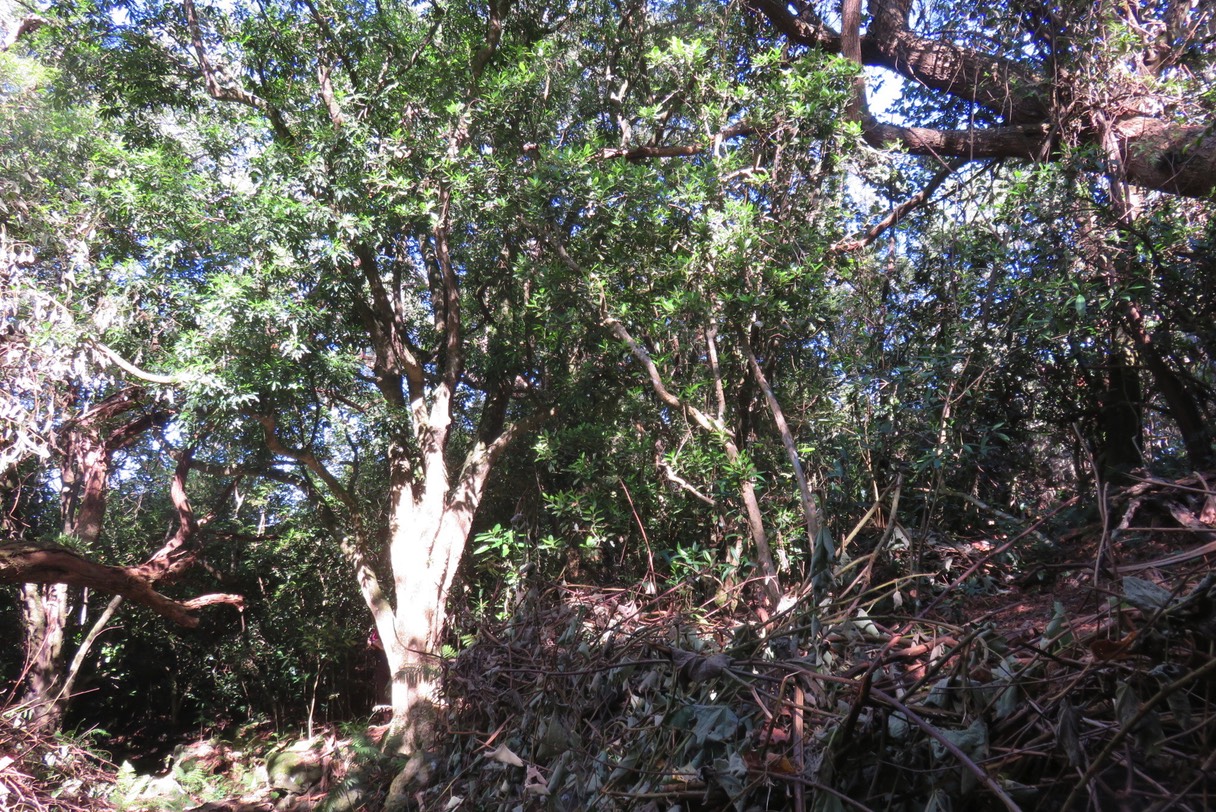 (dans la lumière) Tronc de Melicopee obtusifolia IMG_1785