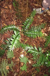 Docifolium asplenium IMG_1790