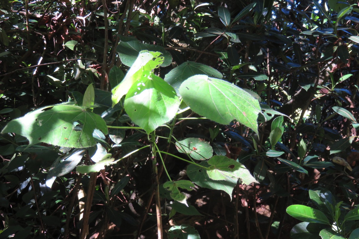 Dombeya pilosa IMG_1779