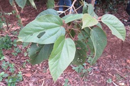Dombeya punctata IMG_1839