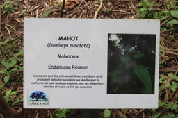 Dombeya punctata IMG_1840