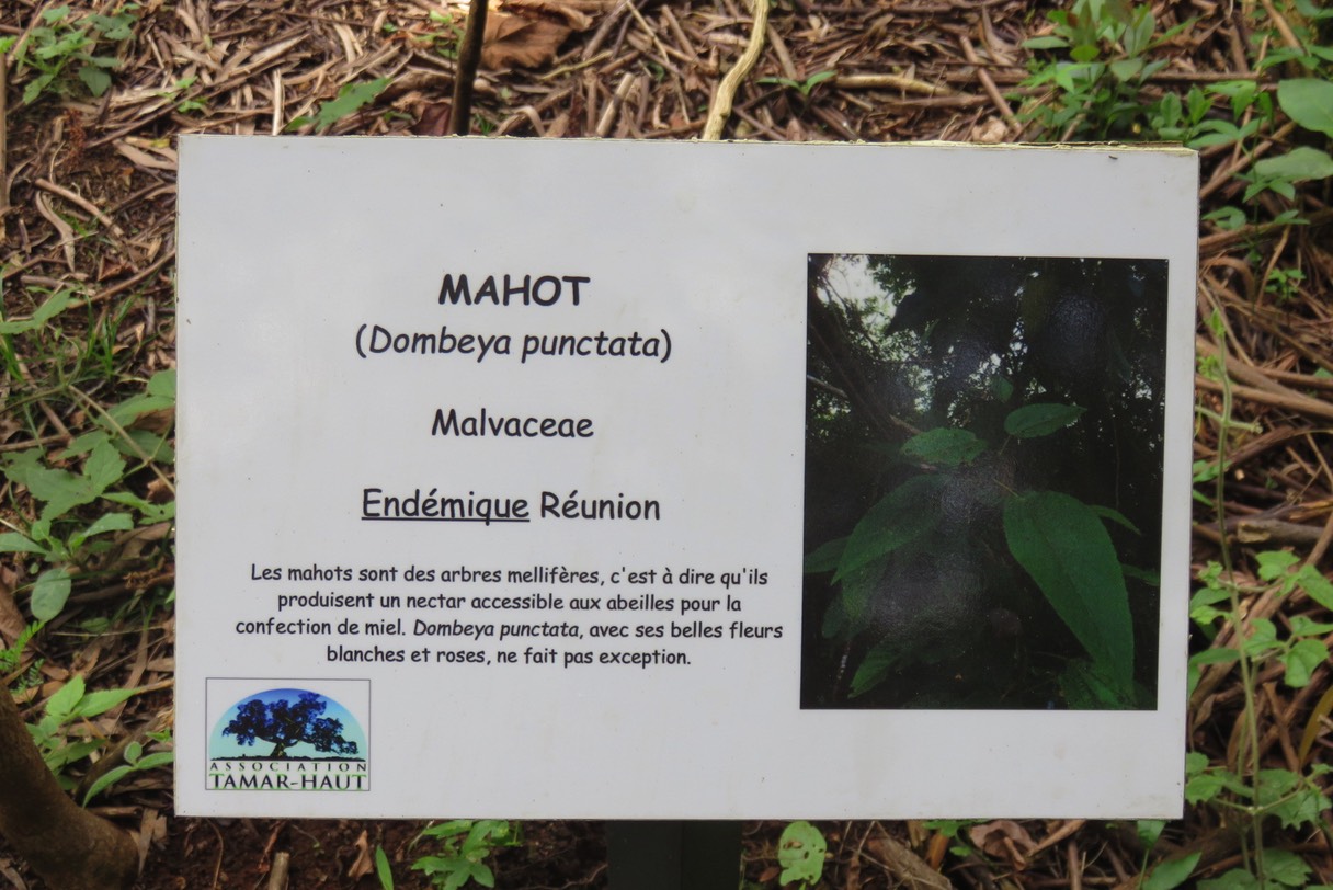 Dombeya punctata IMG_1840