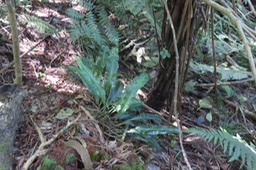 Elaphoglossum sp. IMG_1799