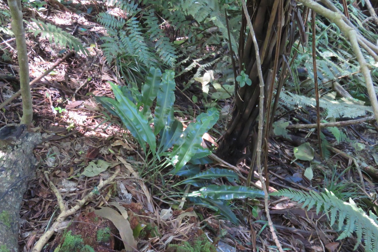 Elaphoglossum sp. IMG_1799