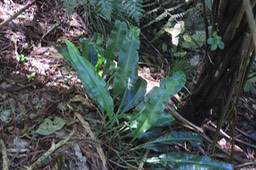 Elaphoglossum sp. IMG_1801