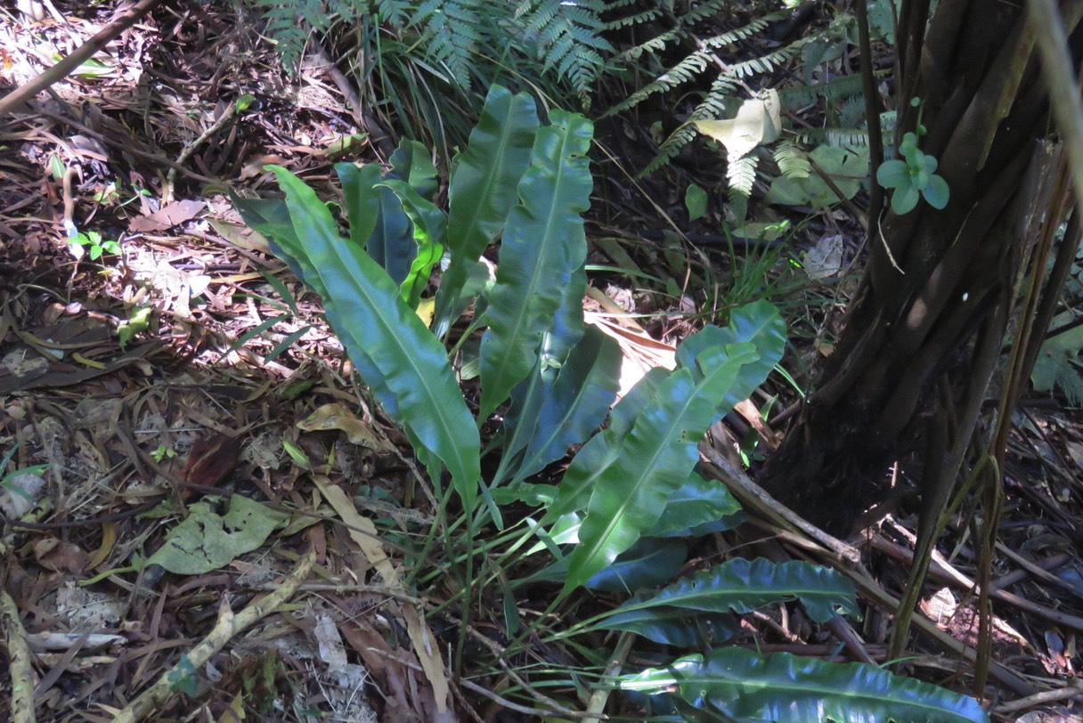 Elaphoglossum sp. IMG_1801