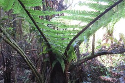 Fanjan mâle IMG_1795