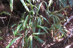 Fougère liane - Oleandra distenta -Davalliacée - I IMG_1809