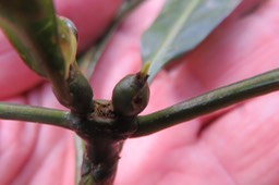 ??? Fruits du Boi de corail des Hauts IMG_1822