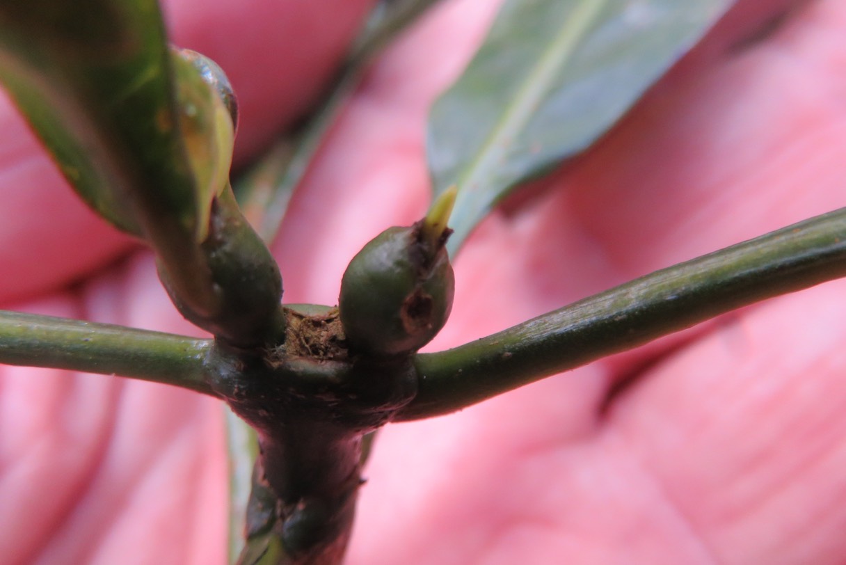 ??? Fruits du Boi de corail des Hauts IMG_1822