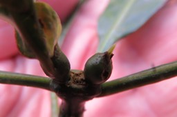 ??? Fruits du Bois de corail des Hauts IMG_1823