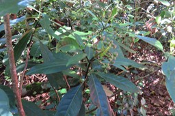 Fruits du Bois de corail IMG_1780
