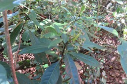 Fruits du Bois de corail IMG_1790