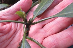 ??? Fruits du Bois de corail des Hauts  IMG_1824