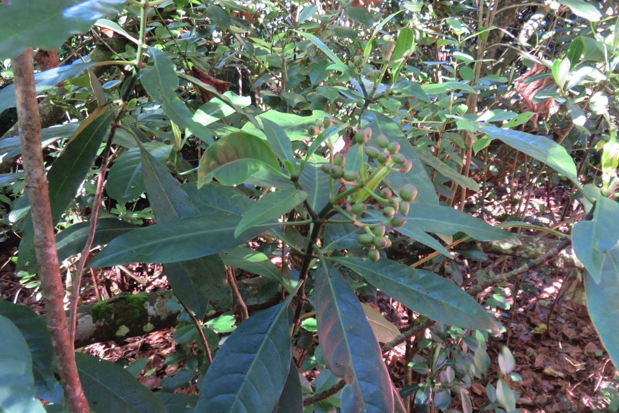 Fruits du Bois de corail IMG_1780