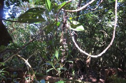 Fruits du Tan rouge suspendu dans les frondaisons IMG_1797