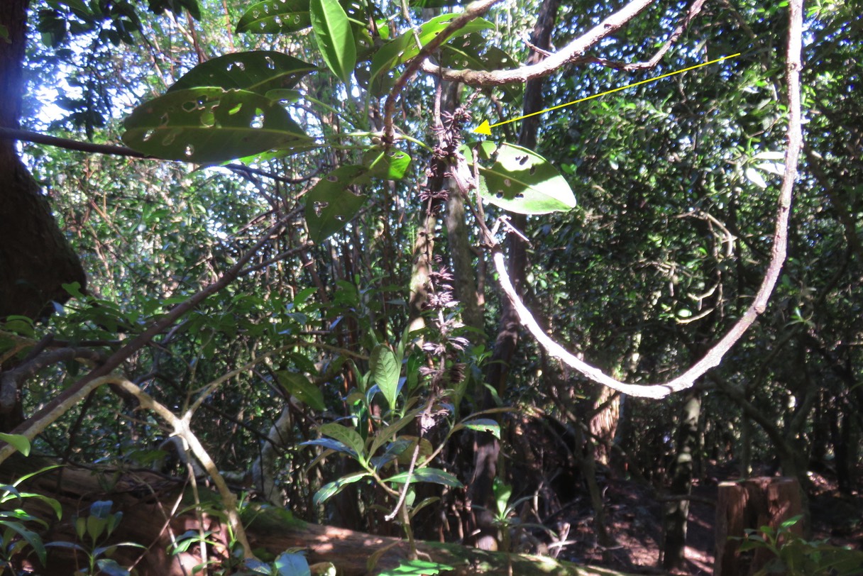 Fruits du Tan rouge suspendu dans les frondaisons IMG_1797