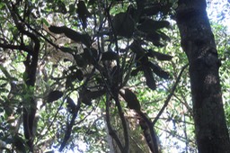 Jeune Bois de tambour IMG_1803