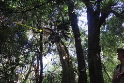 Jene Bois de Tambour IMG_1802