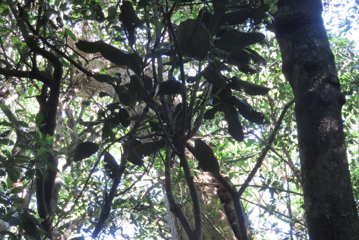 Jeune Bois de tambour IMG_1803