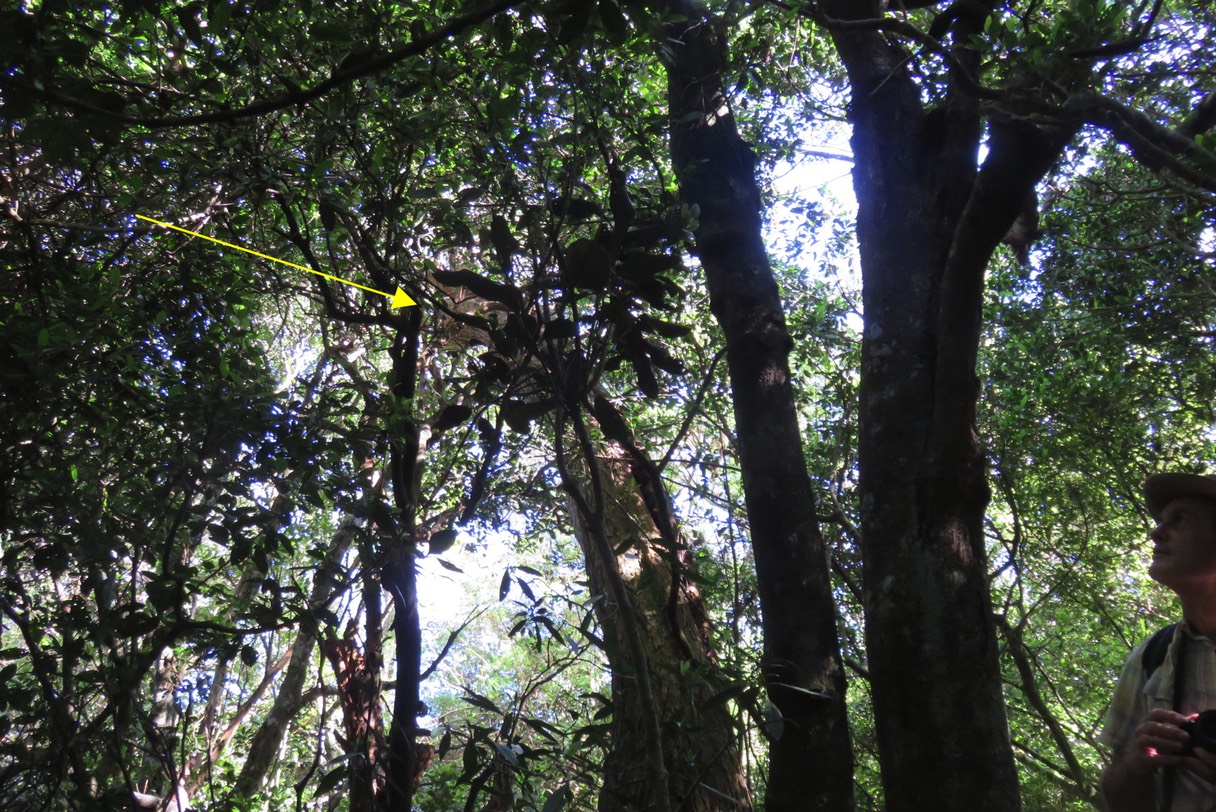 Jeune Bois de Tambour IMG_1802