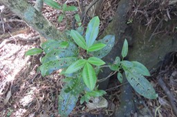 Jeune melicope borbonica IMG_1776