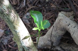 Jeune Melicope borbonica IMG_1775