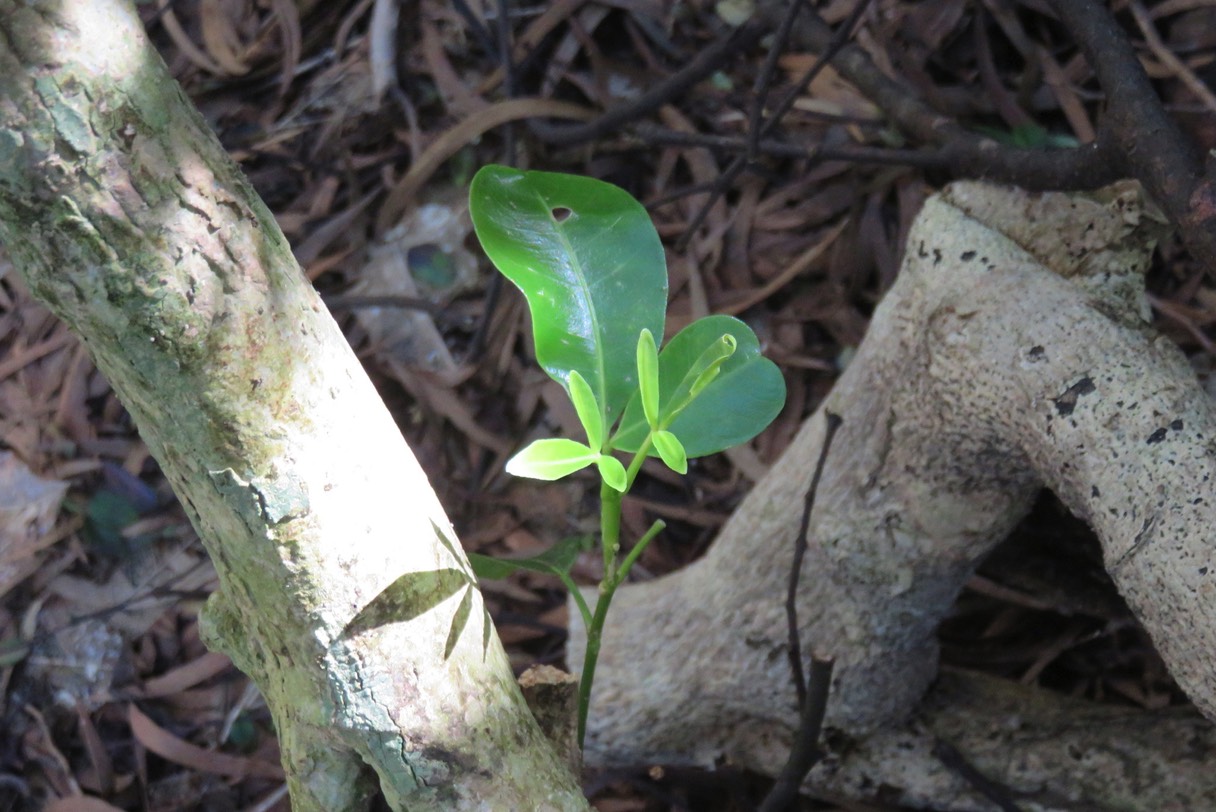 Jeune Melicope borbonica IMG_1775