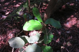 Mapou grandes feuilles IMG_1808