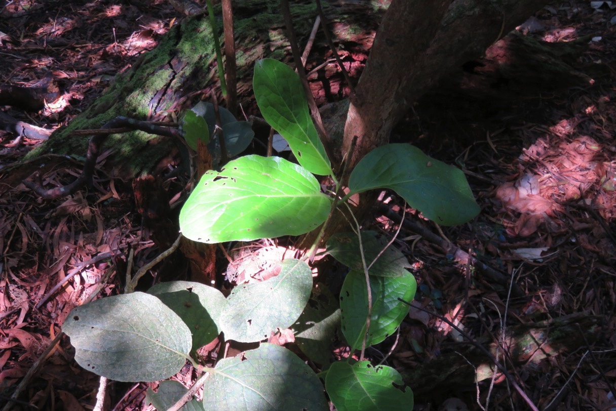 Mapou grandes feuilles IMG_1808
