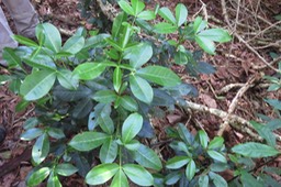Melicopee obtusifolia IMG_1781