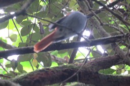 Oiseau La Vierge IMG_1828