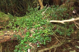 Peperomia ??? elliptica IMG_1792