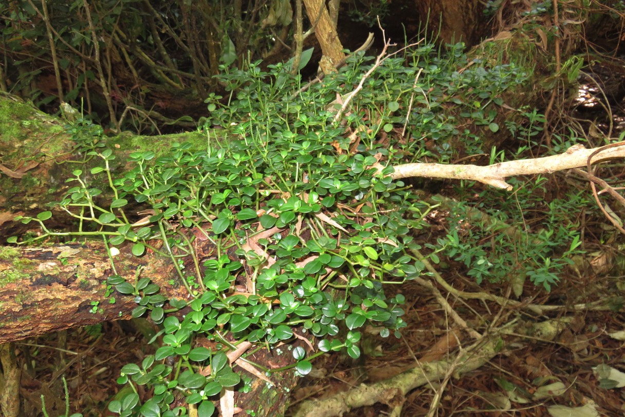 Peperomia ??? elliptica IMG_1792