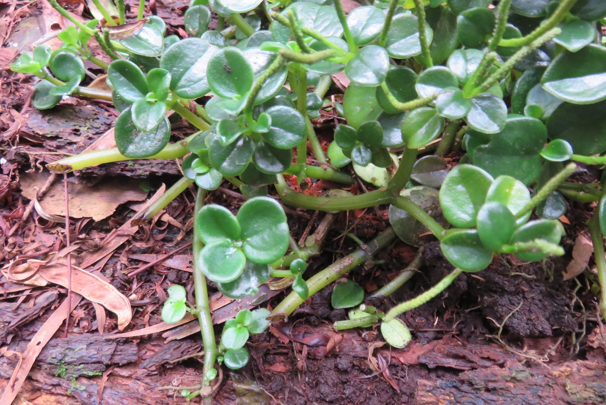 Peperomia sp. IMG_1834