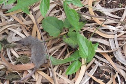 "Rat musqué"  IMG_1844