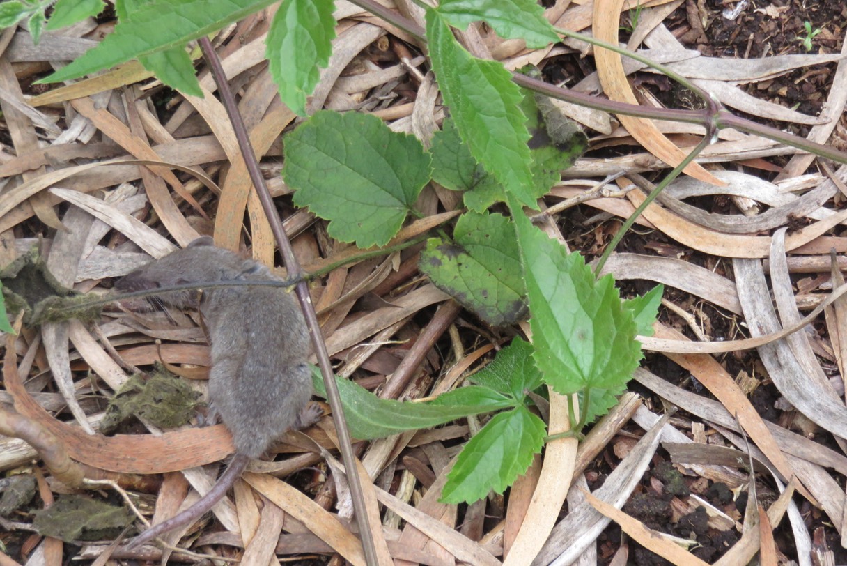 "Rat musqué"  IMG_1844