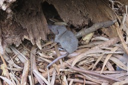 "Rat musqué" IMG_1849