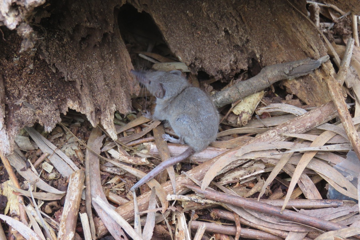 "Rat musqué" IMG_1849