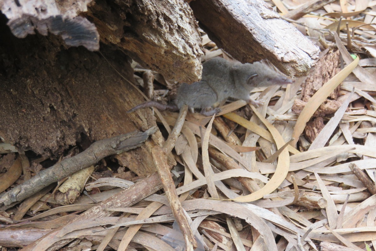 "Rat musqué" IMG_1851