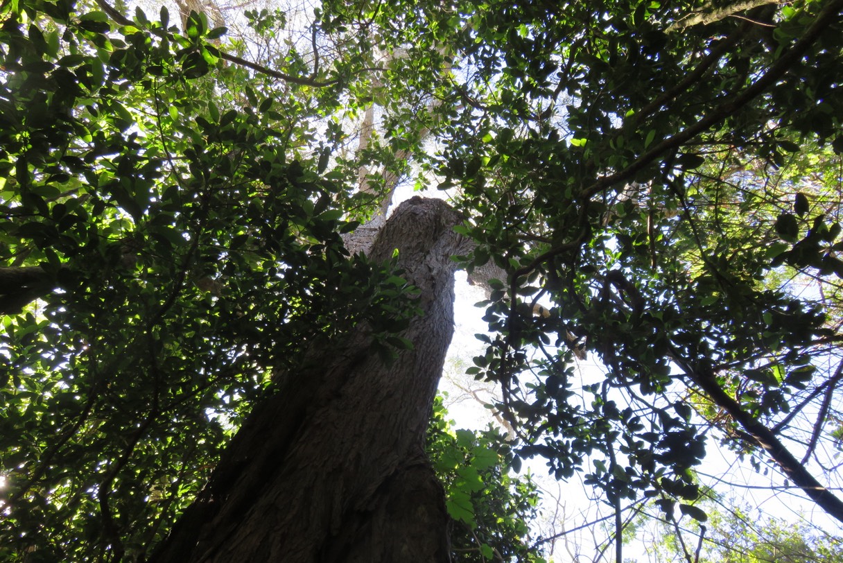 Sous le Grand Tamarin des Hauts IMG_1812