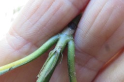 Stipules du Bois de Losto café  IMG_1815